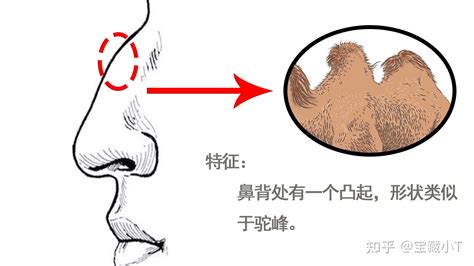 鼻 面相|十五种鼻型，你属于哪一种？